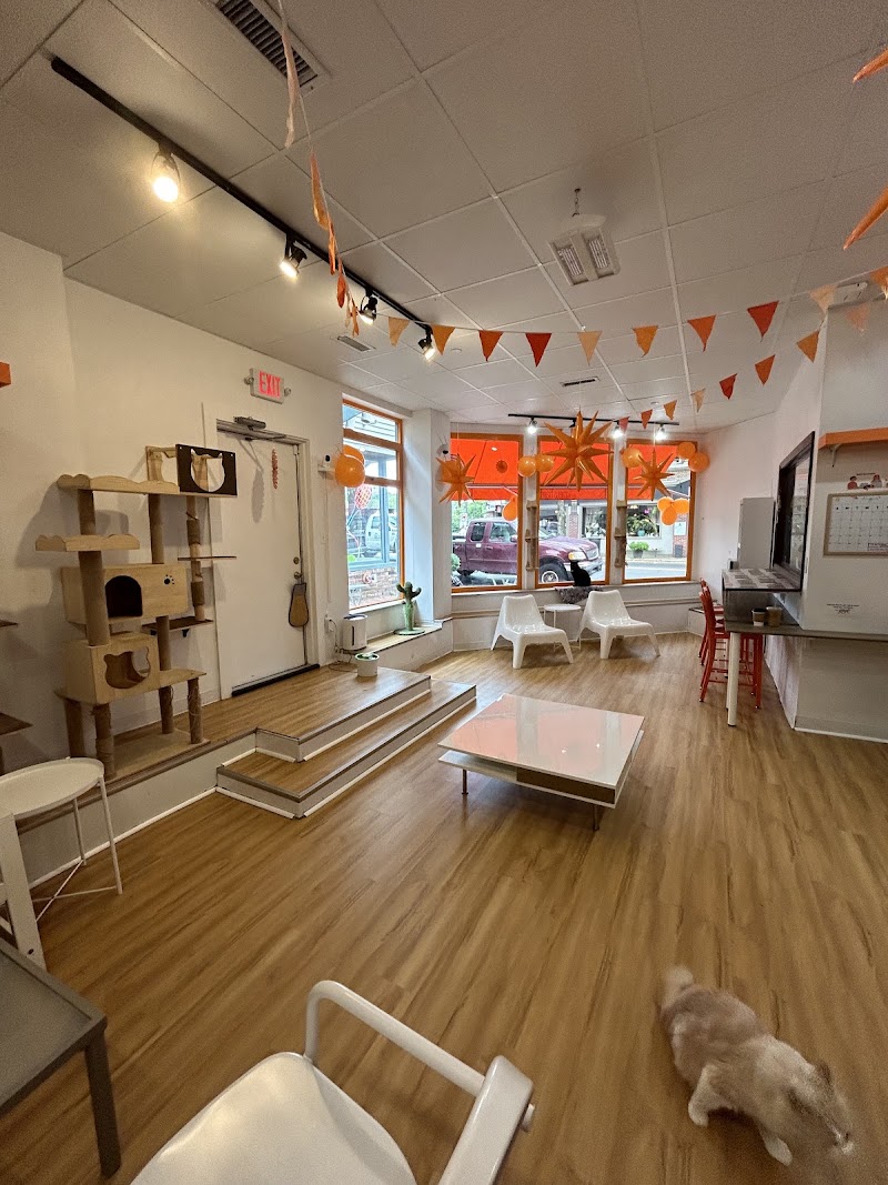 Mew Haven Cat Cafe